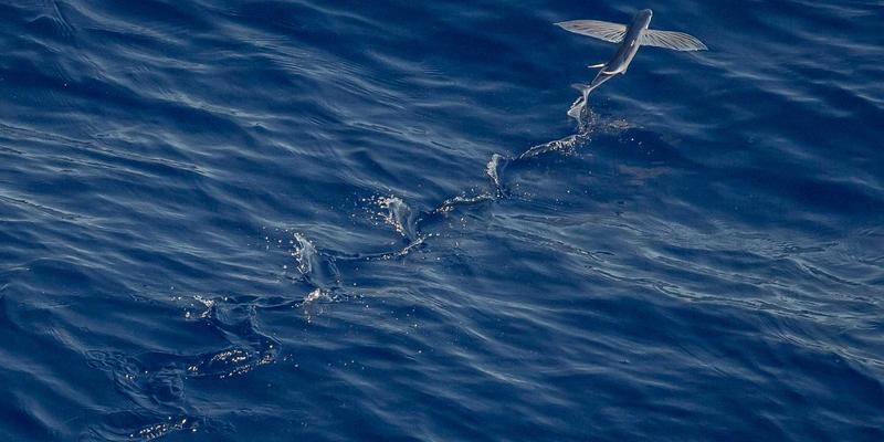 数字营销新引擎：如何利用营销自动化工具高效培育社交媒体营销线索